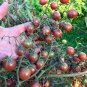 Ukranian Purple Cherry Tomato 200 Seeds