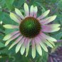 Green Envy Echinacea Coneflower Perennial Flowers 200 Seeds
