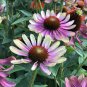 Green Envy Echinacea Coneflower Perennial Flowers 200 Seeds