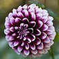 Rare Purple White Perennial Dazzling Dahlia Flowers 100 Seeds