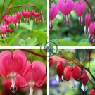 Red Lamprocapnos spectabilis Bleeding-Heart Plant Flower 10 Seeds