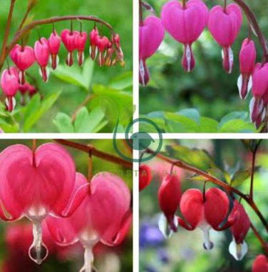 Red Lamprocapnos spectabilis Bleeding-Heart Plant Flower 10 Seeds