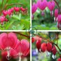 Red Lamprocapnos spectabilis Bleeding-Heart Plant Flower 10 Seeds