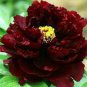 Blackish Red Peony Plant Flower 10 Seeds