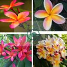 Garden Plumeria 200 Seeds