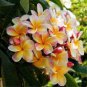 Garden Plumeria 200 Seeds