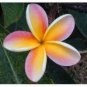 Garden Plumeria 200 Seeds