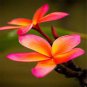 Garden Plumeria 200 Seeds