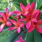 Garden Plumeria 200 Seeds