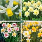 Narcissus Potted White Daffodil Flower Perennial 200 Seeds