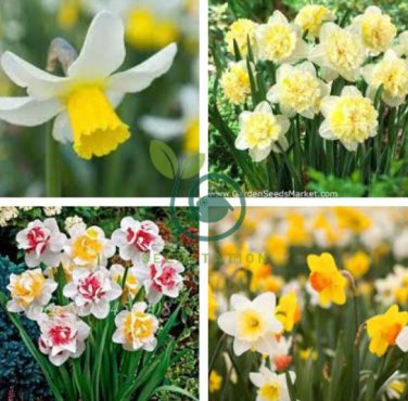 Narcissus Potted White Daffodil Flower Perennial 200 Seeds