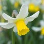 Narcissus Potted White Daffodil Flower Perennial 200 Seeds