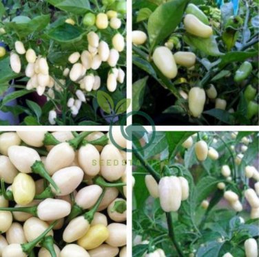 White Habanero Pepper 40 Seeds