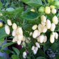 White Habanero Pepper 40 Seeds