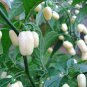 White Habanero Pepper 40 Seeds