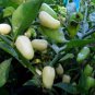 White Habanero Pepper 40 Seeds