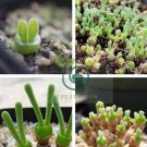 Imported New Zealand Rabbit Monilaria obconica 20 Seeds