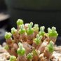 Imported New Zealand Rabbit Monilaria obconica 20 Seeds