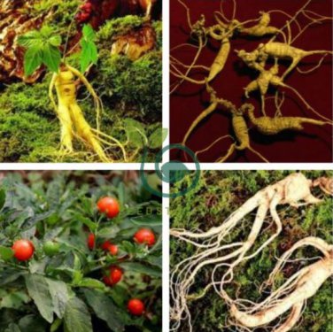 Heirloom Chinese Hardy Panax Ginseng Ashwaganda 12 Seeds