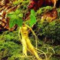 Heirloom Chinese Hardy Panax Ginseng Ashwaganda 12 Seeds