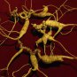 Heirloom Chinese Hardy Panax Ginseng Ashwaganda 12 Seeds