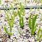 Imported New Zealand Rabbit Monilaria obconica 200 Seeds
