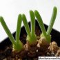 Imported New Zealand Rabbit Monilaria obconica 200 Seeds