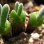 Imported New Zealand Rabbit Monilaria obconica 200 Seeds