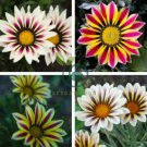 Gazania White Yellow Petals Purple Black Stripe Treasure Flower 60 Seeds