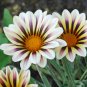 Gazania White Yellow Petals Purple Black Stripe Treasure Flower 60 Seeds