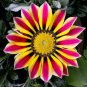 Gazania White Yellow Petals Purple Black Stripe Treasure Flower 60 Seeds