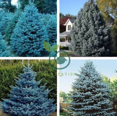 Colorado Blue Spruce Tree 60 Seeds