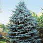 Colorado Blue Spruce Tree 60 Seeds