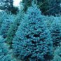 Colorado Blue Spruce Tree 60 Seeds