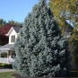 Colorado Blue Spruce Tree 60 Seeds