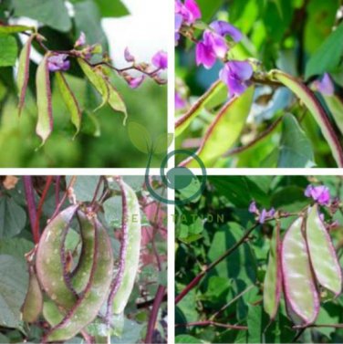 Rare Green Purple Long Hyacinth Bean 12 Seeds