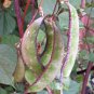 Rare Green Purple Long Hyacinth Bean 12 Seeds