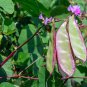 Rare Green Purple Long Hyacinth Bean 12 Seeds