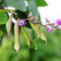 Rare Green Purple Long Hyacinth Bean 12 Seeds
