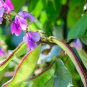 Rare Green Purple Long Hyacinth Bean 12 Seeds