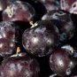 Black Plum Prunus 'Lydecker' Fruit 40 Seeds