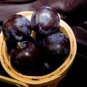 Black Plum Prunus 'Lydecker' Fruit 40 Seeds