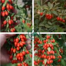 fresh goji Chinese Wolfberry Lycium barbarum 120 Seeds