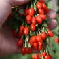 fresh goji Chinese Wolfberry Lycium barbarum 120 Seeds
