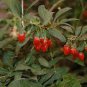 fresh goji Chinese Wolfberry Lycium barbarum 120 Seeds