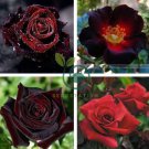 Santiago Black Red Rose Shrub Perennial Flowers 40 Seeds
