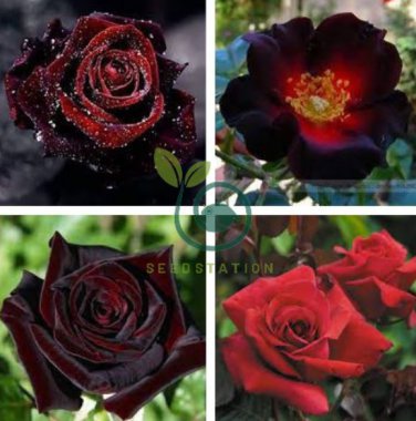Santiago Black Red Rose Shrub Perennial Flowers 40 Seeds