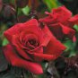 Santiago Black Red Rose Shrub Perennial Flowers 40 Seeds