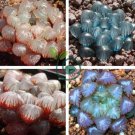 Haworthia obtusa Hybrid Red Transparent Bonsai Succulent 10 Seeds