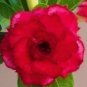 Variegated Adenium Obesum Red Dragon Desert Rose Flowers 4 Seeds